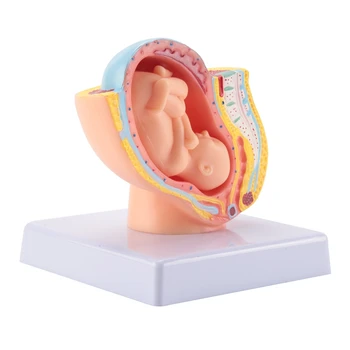 ההריון האנושי התפתחות העובר-9 בחודש עובריים האגן מודל העובר העובר הריון האנטומיה של השליה מודל